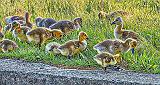 Goslings In Grass_DSCF20378